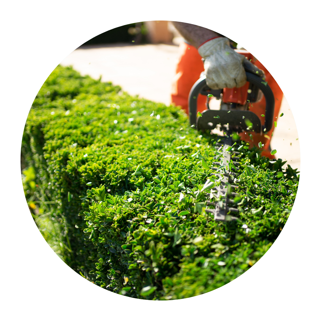 Clean Planet Lawn Mowing Service Auckland - hedge trimming